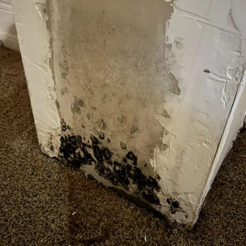 Professional Mold Removal in Camden County, NC
